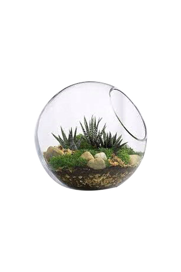 Elegant greenhouse terrariums filled with lush greenery - Plantsworld.ae