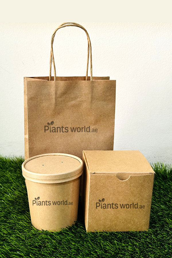 Microgreen Grow Kit for Sale at PlantsWorld.ae - Grow Fresh Microgreens at Home with Our Easy-to-Use Kit