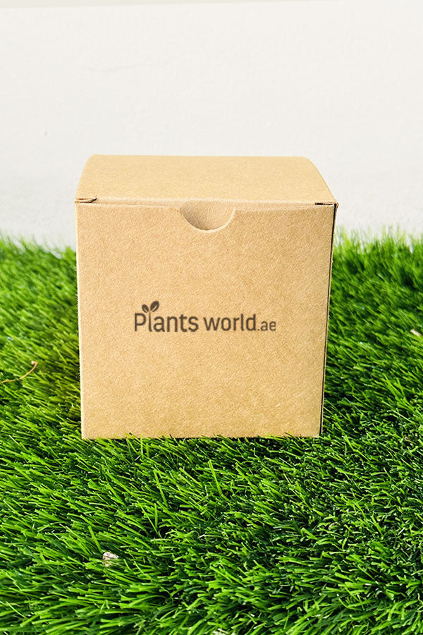 Microgreen Grow Kit - Start Growing Your Own Fresh Microgreens at Home