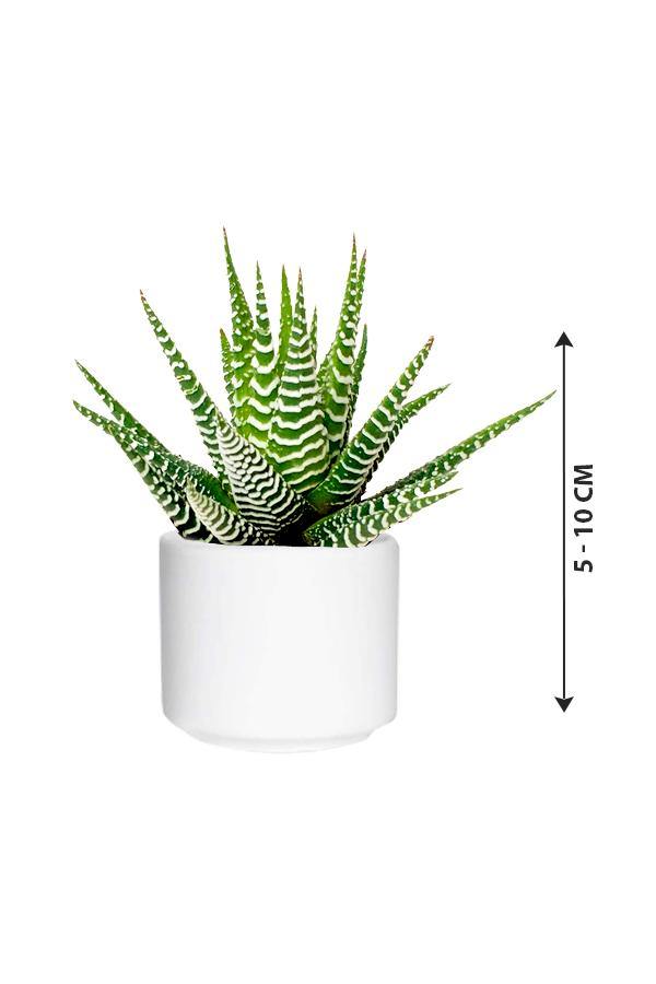 Haworthia Wide Zebra - Aloe Vera - Plantsworld.ae - {{ varient.name }}