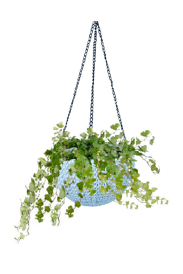 Hedera Helix - English Ivy