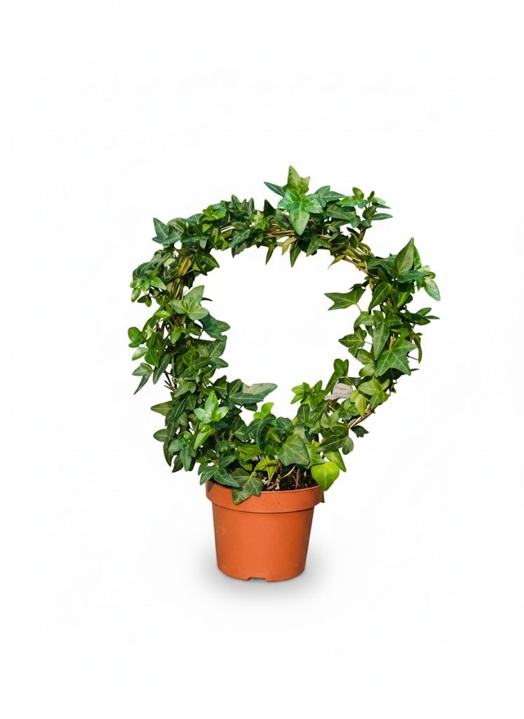Hedera Helix - English Ivy - Round