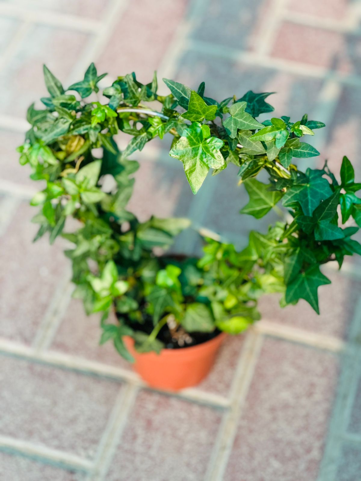 Hedera Helix - English Ivy - Round