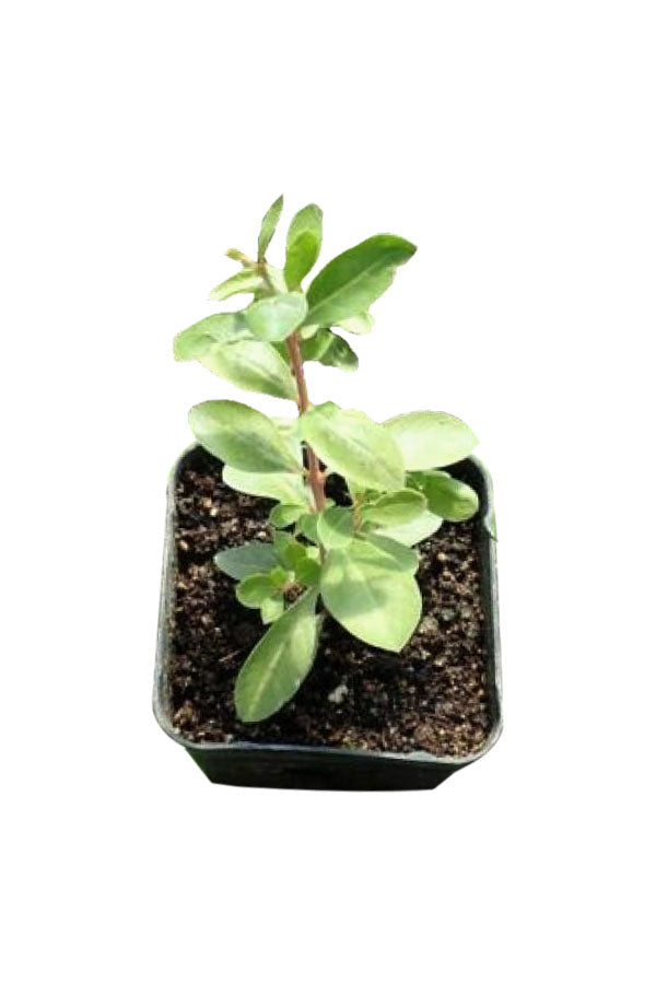 Henna Plant - Lawsonia Inermis - Mehandi Outdoor Plant with Aromatic Green Leaves