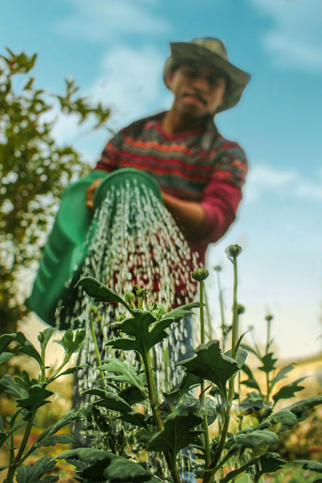 Professional gardener working in garden – hire gardening services by the hour in UAE