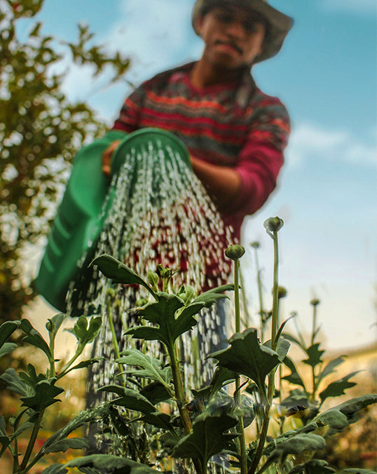 Holiday Plant Care in Dubai – Self-Watering Pots & Plant Sitting Services by PlantsWorld.ae