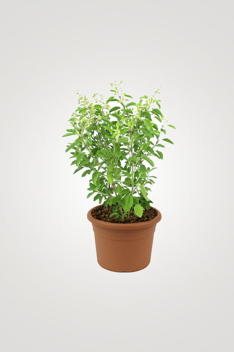 Herbal Plant Combo