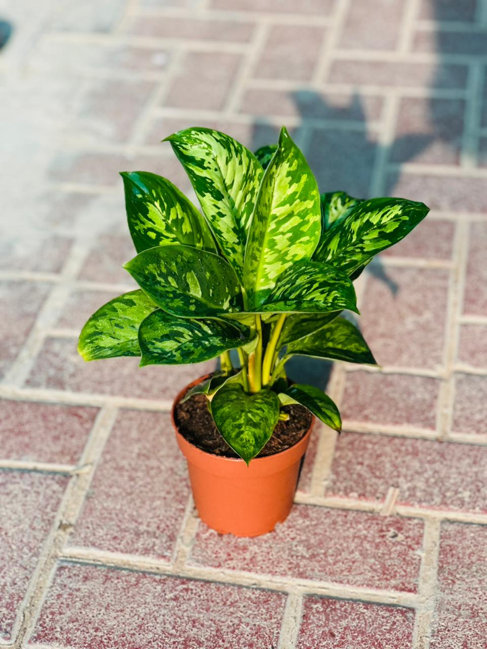 Homalomena 'Camouflage