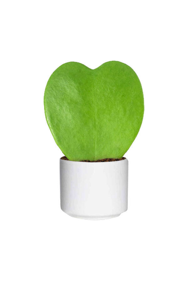 Hoya Kerrii Valentine Plant with heart-shaped succulent leaves, perfect for indoor spaces, available at Plantsworld.ae.
