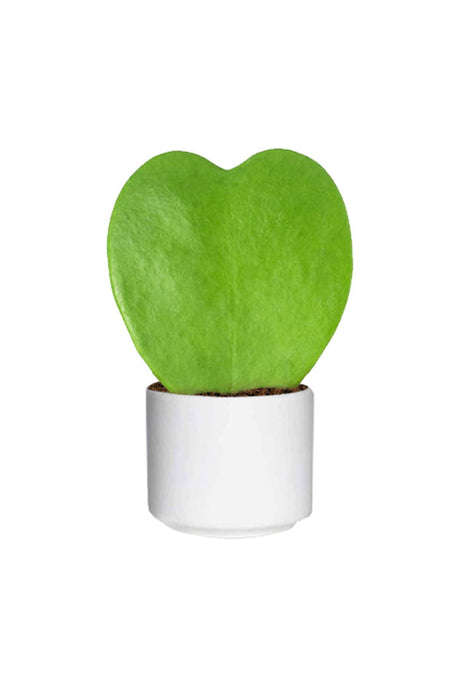 Hoya Kerrii Valentine Plant with heart-shaped succulent leaves, perfect for indoor spaces, available at Plantsworld.ae.