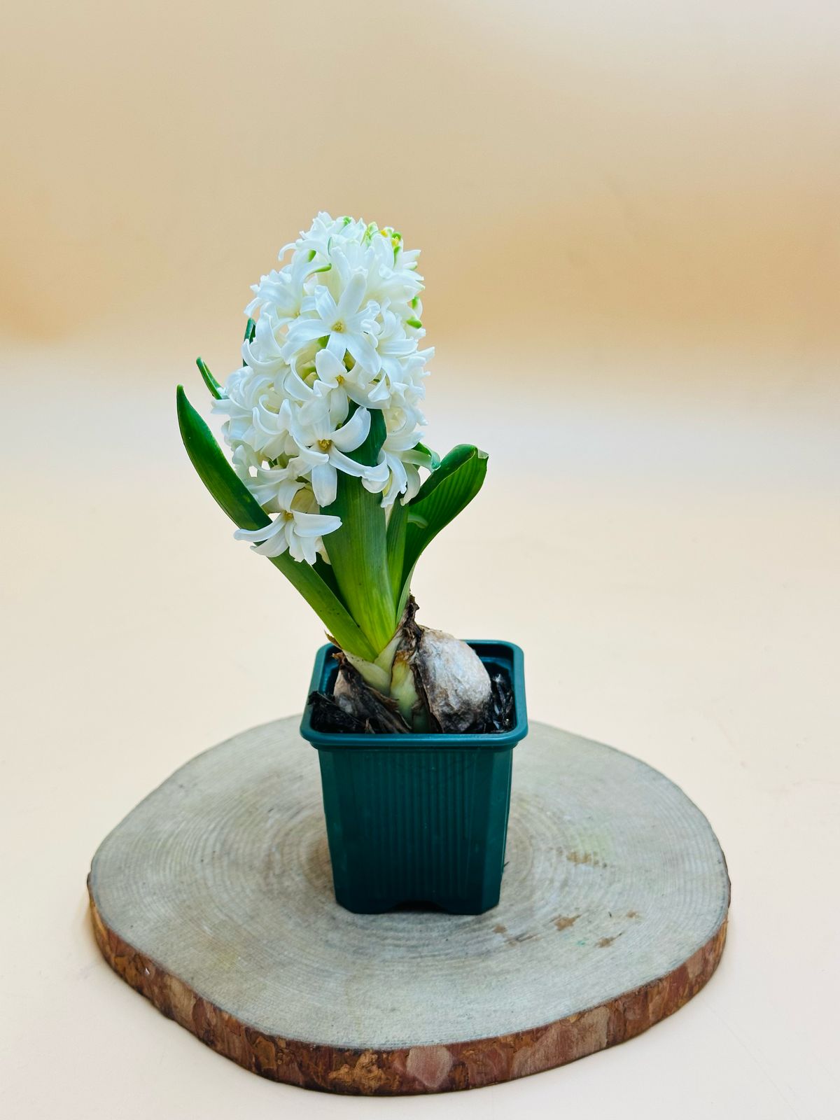 Hyacinth - Hyacinthus Bulb - Oxalis Tetraphylla