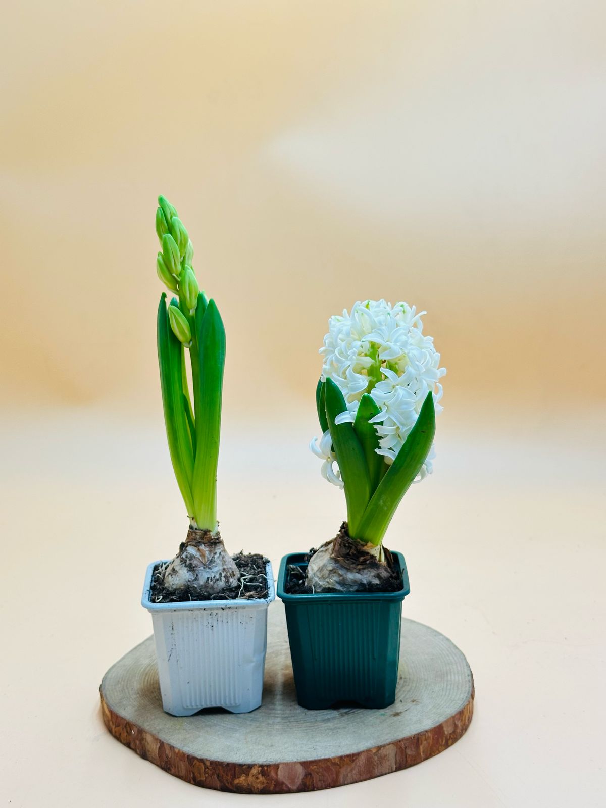 Blooming Hyacinth flowers and Oxalis Tetraphylla plant with vibrant colors – UAE outdoor flowering bulbs