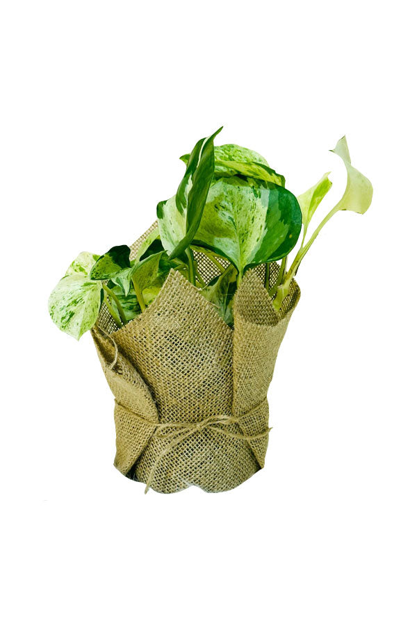 Marble Queen Pothos Indoor Plant Gift for Mother’s Day & Women’s Day from Plantsworld.ae