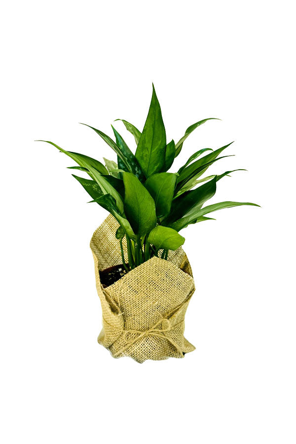 Aglaonema Maria - Mothers Day & Woman's Day