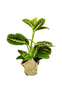 Calathea Maranta Indoor Plant Gift – Perfect for Mother’s Day & Women’s Day from Plantsworld.ae