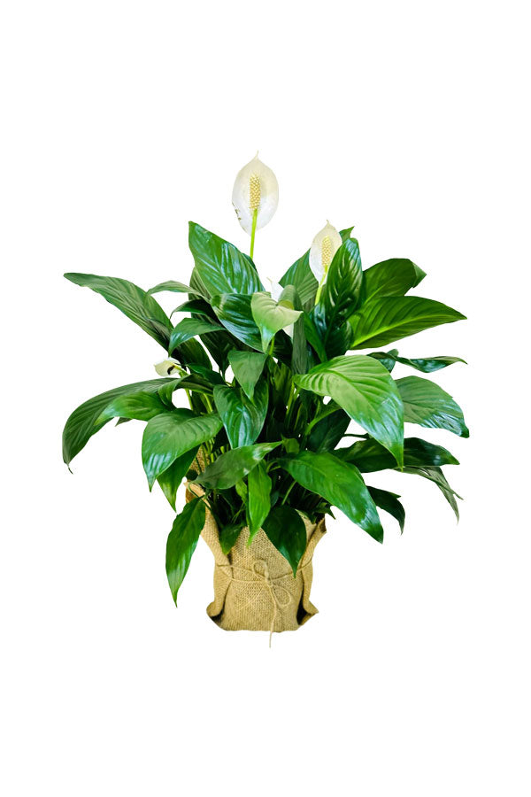 Peace Lily  - Mothers Day & Woman's Day