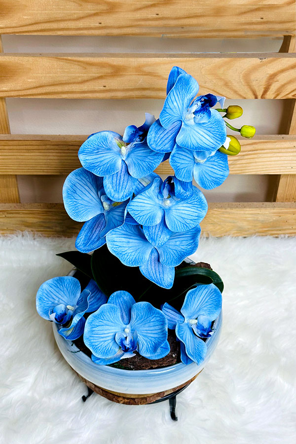 Peacefull Blue Orchid In Bowl