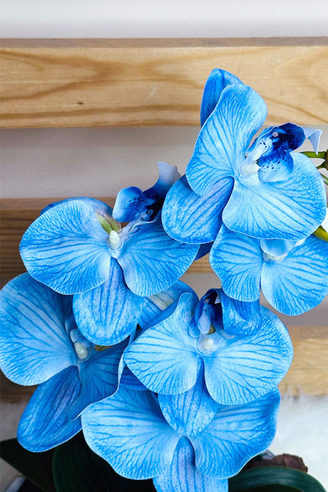 Peacefull Blue Orchid In Bowl