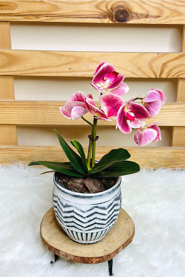 Blooming Orchid Pink Beauty