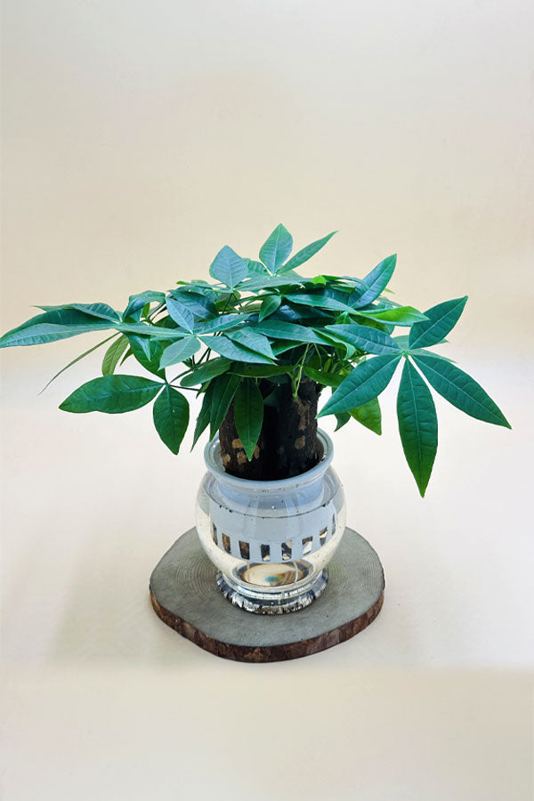 Pachira Small Mini Money Tree – water plant in decorative pot – indoor décor UAE