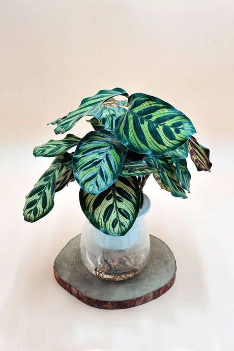 Calathea Peacock Prayer Plant – bold patterned water plant for indoor décor UAE