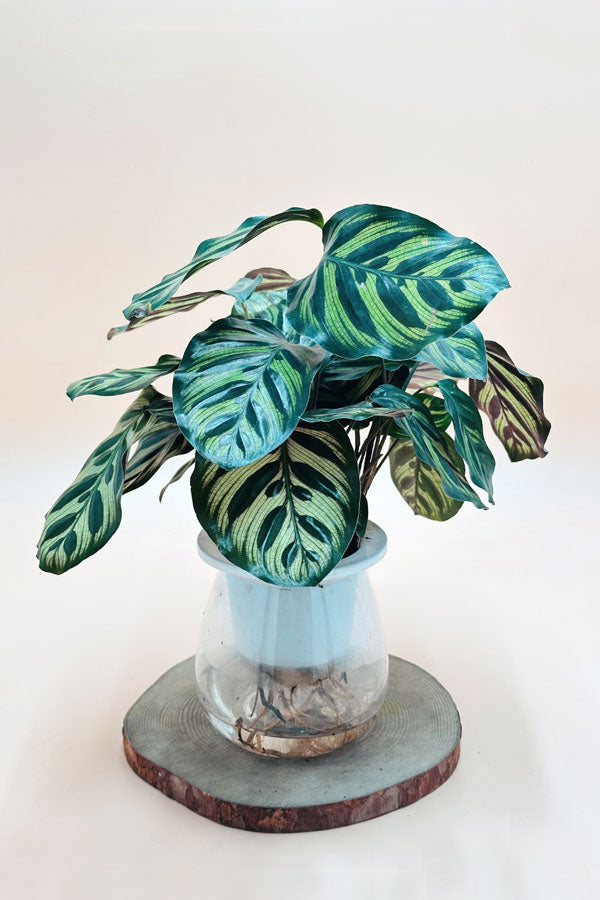 Calathea Peacock Prayer Plant – Live Indoor Water Plant