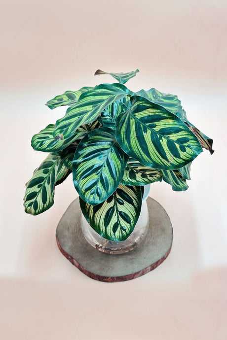 Calathea Peacock Prayer Plant – Live Indoor Water Plant