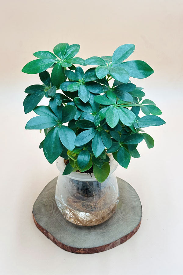 Schefflera Arboricola water plant – elegant indoor plant with glossy leaves in UAE
