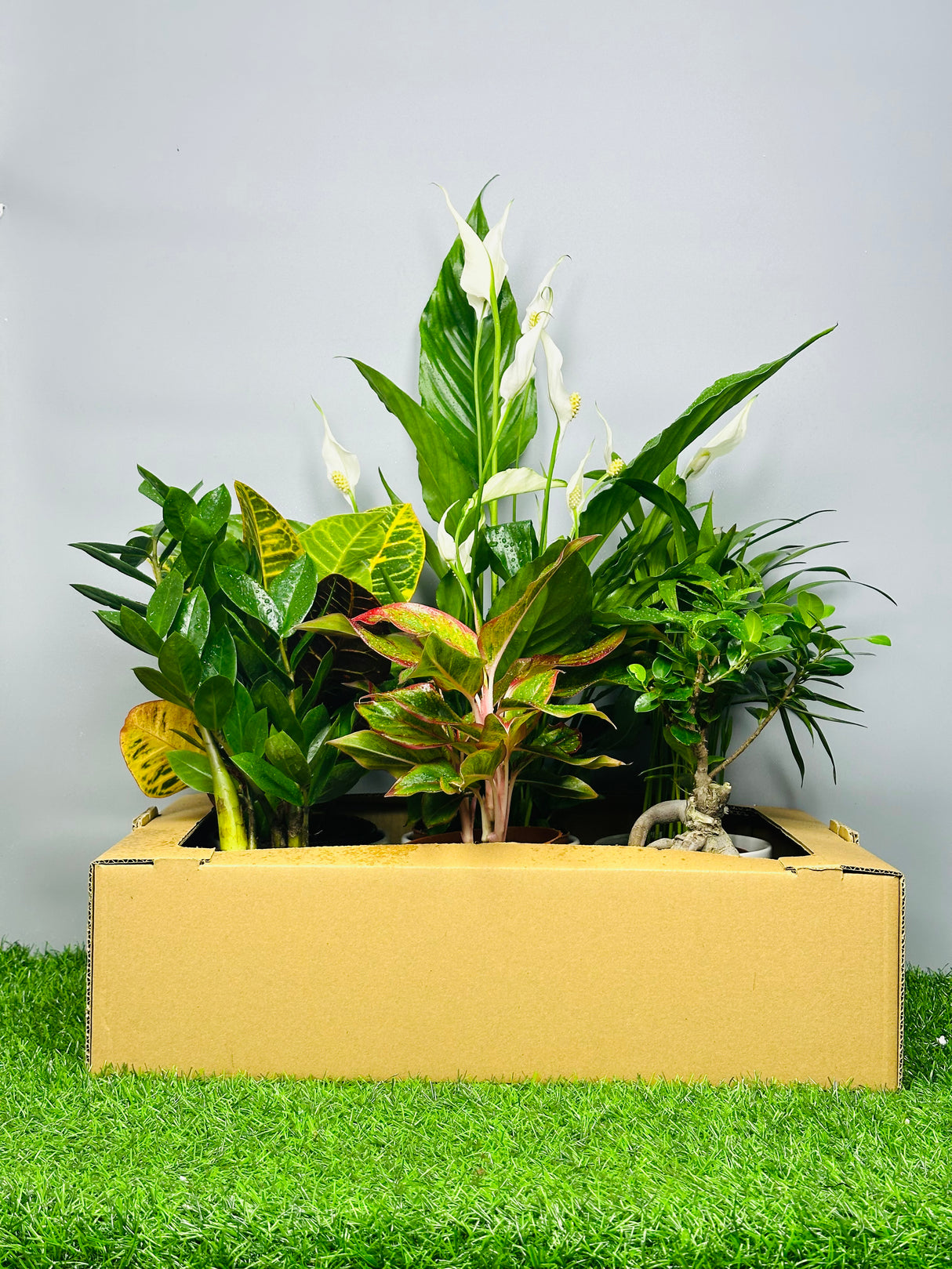 Green Haven Plant Box – Monthly Curated Indoor Plant Set with Pot