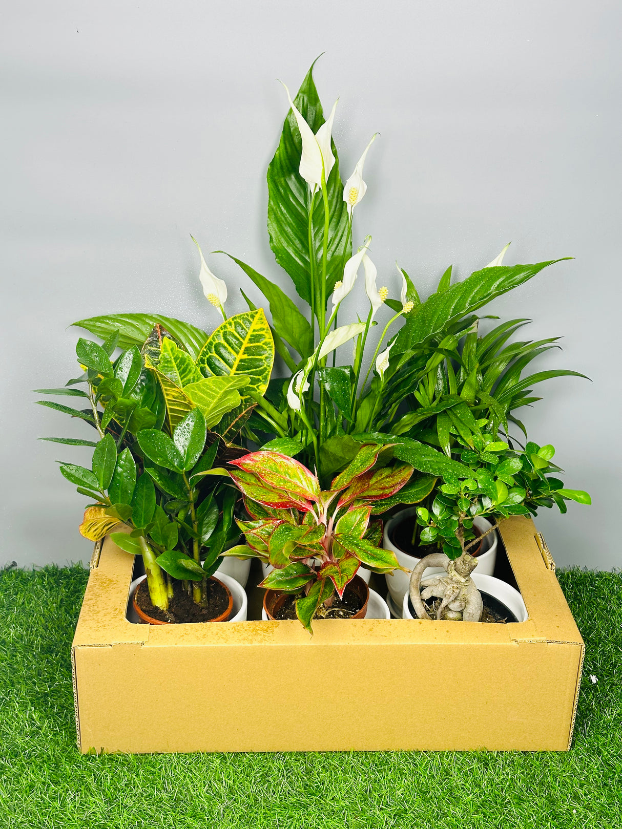 Green Haven Plant Box – Monthly Curated Indoor Plant Set with Pot