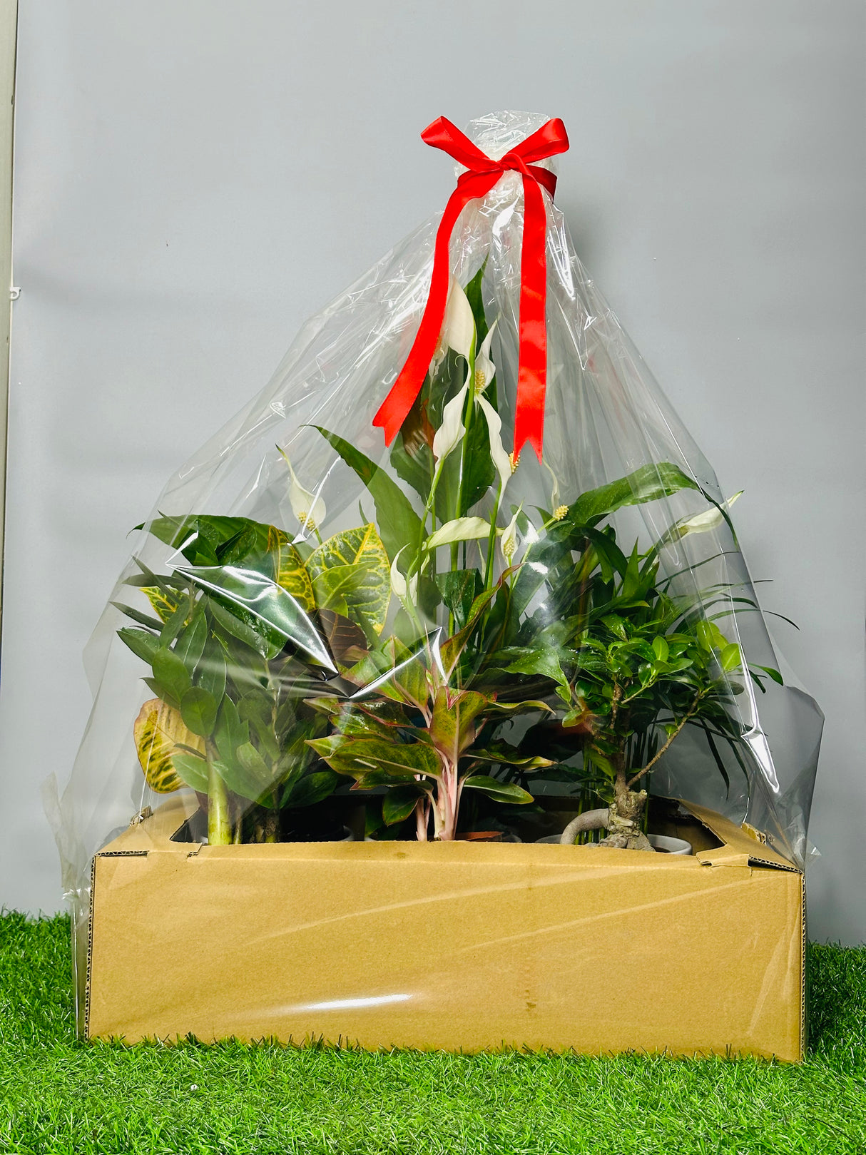 Green Haven Plant Box with a Variety of Indoor Plants in a Stylish Box