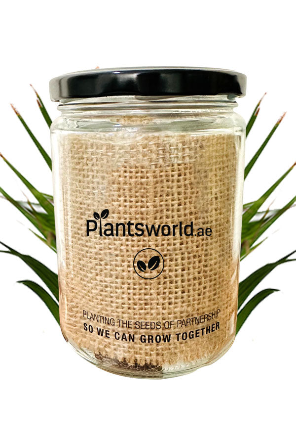 Maison Jar with Branding for Sale at PlantsWorld.ae - Elegant Glass Jar for Home and Garden Decor