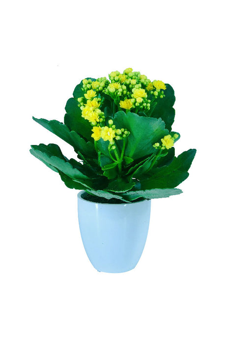 Kalanchoe - Succulent Flowering Plant