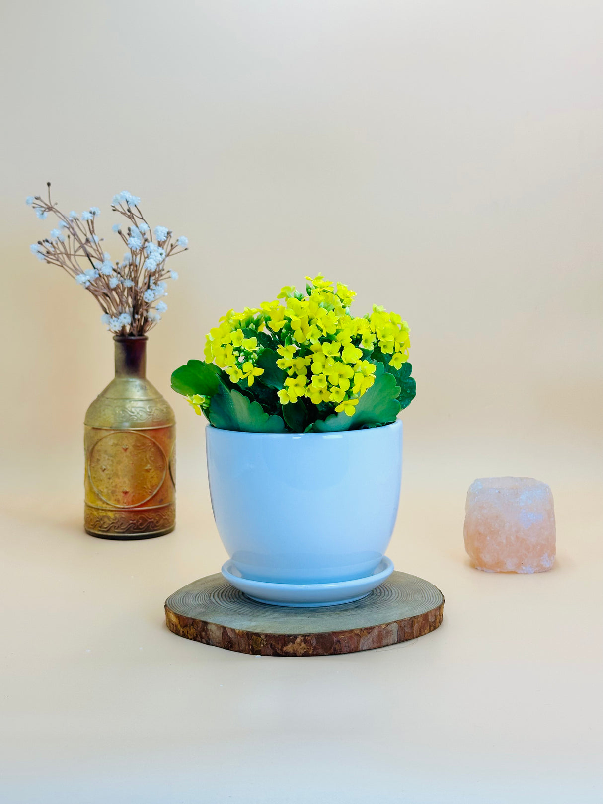 Kalanchoe plant with vibrant blooms in a stylish ceramic pot – perfect indoor plant from PlantsWorld.ae