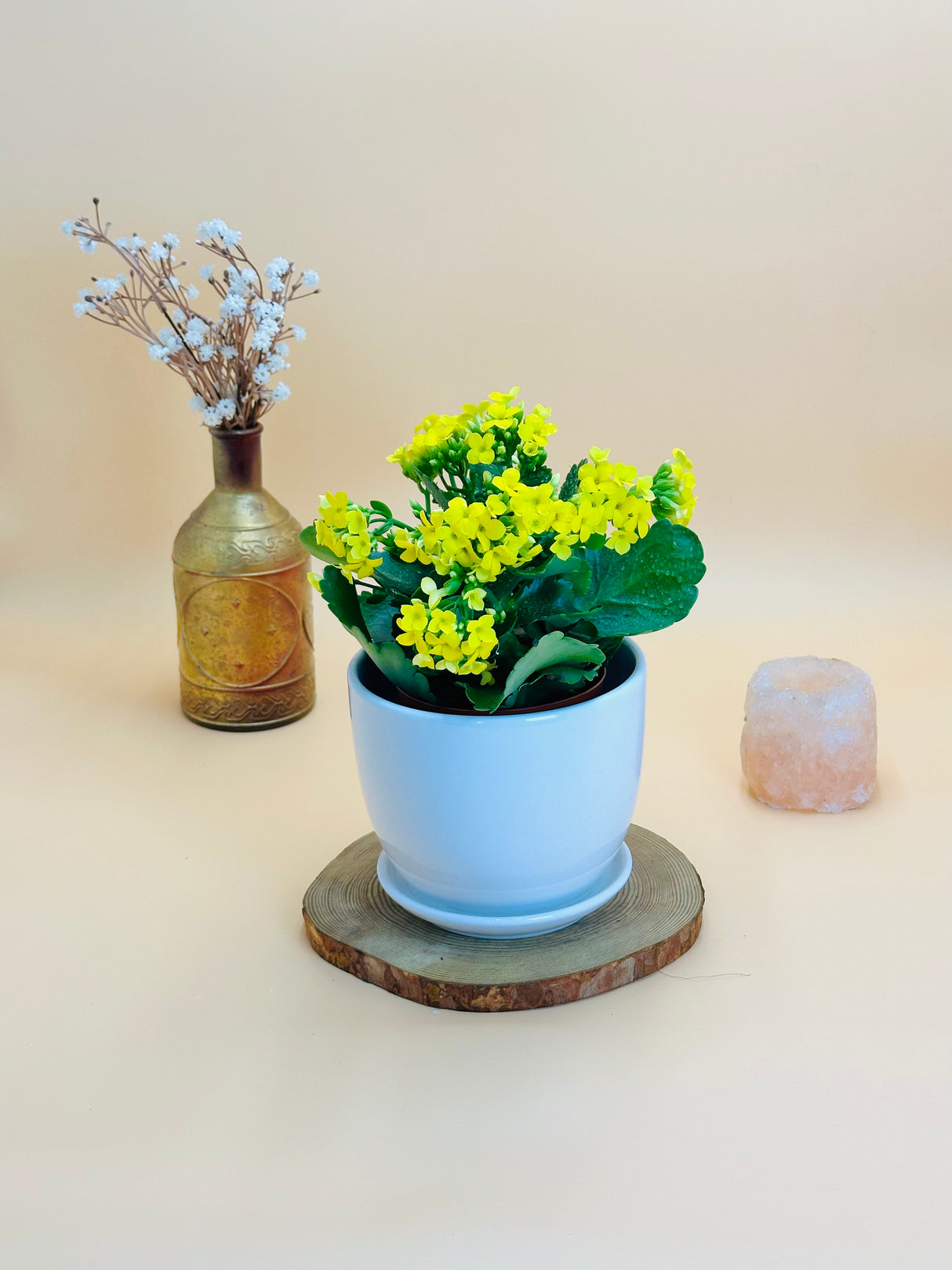 Kalanchoe With Ceramic Pot