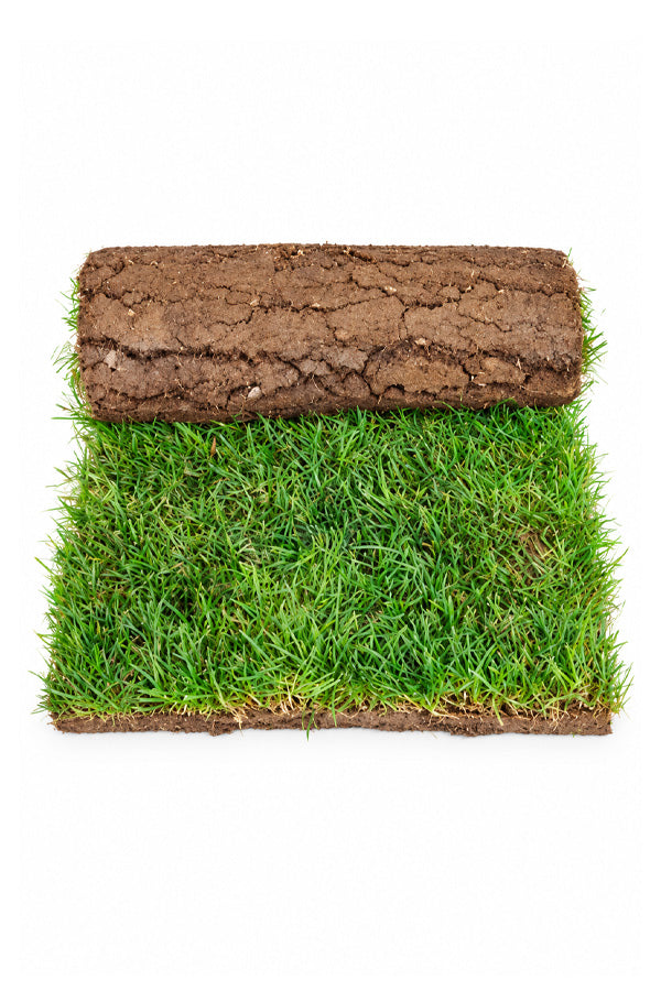 Lawn Grass - Natural Grass Carpet Roll