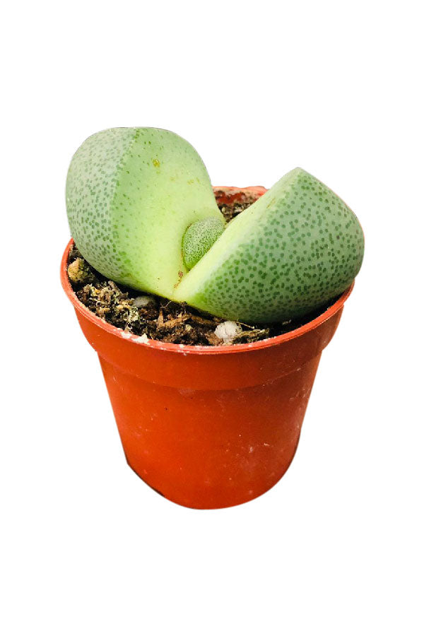 Pleiospilos Nelii - Mini Succulent for Sale at PlantsWorld.ae - Unique Small Plant