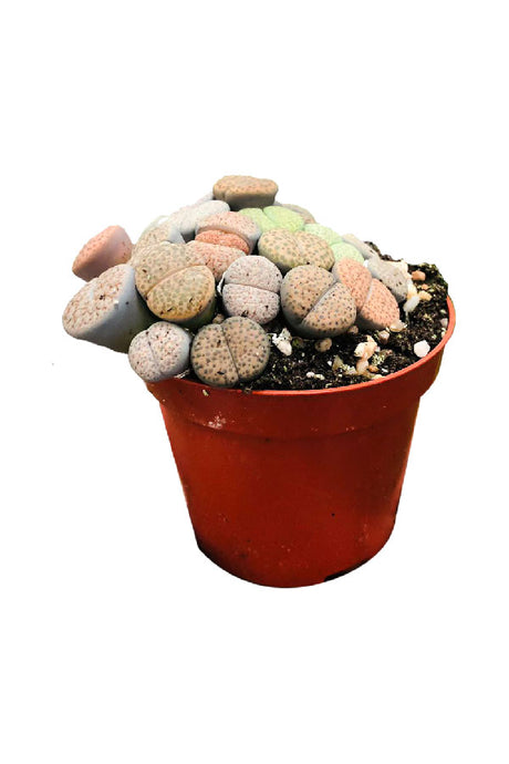 Lithops Living Stones - Unique Succulent Plant for Sale at PlantsWorld.ae