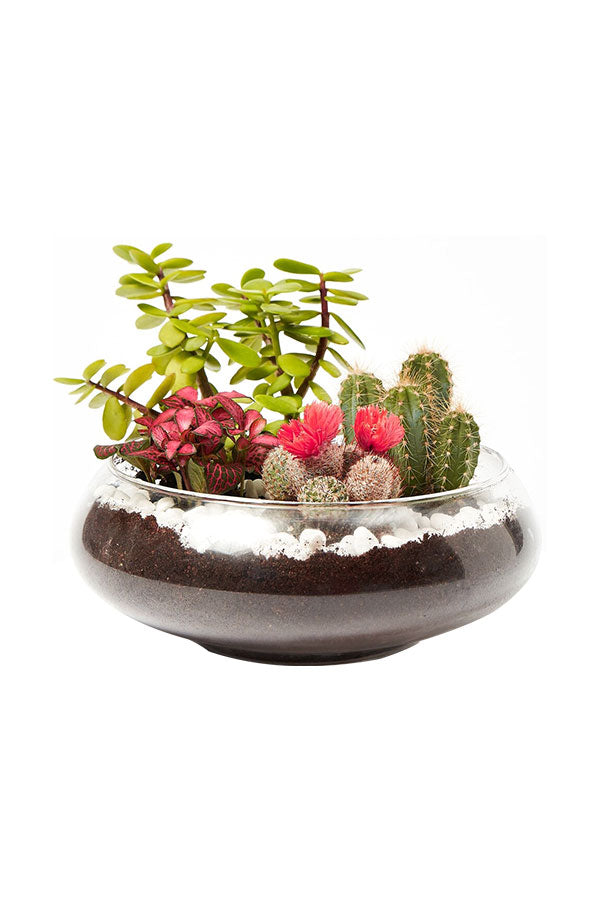Lush Living Bowls – Elegant Indoor Plant Dish Garden with Greenery in Decorative Bowl