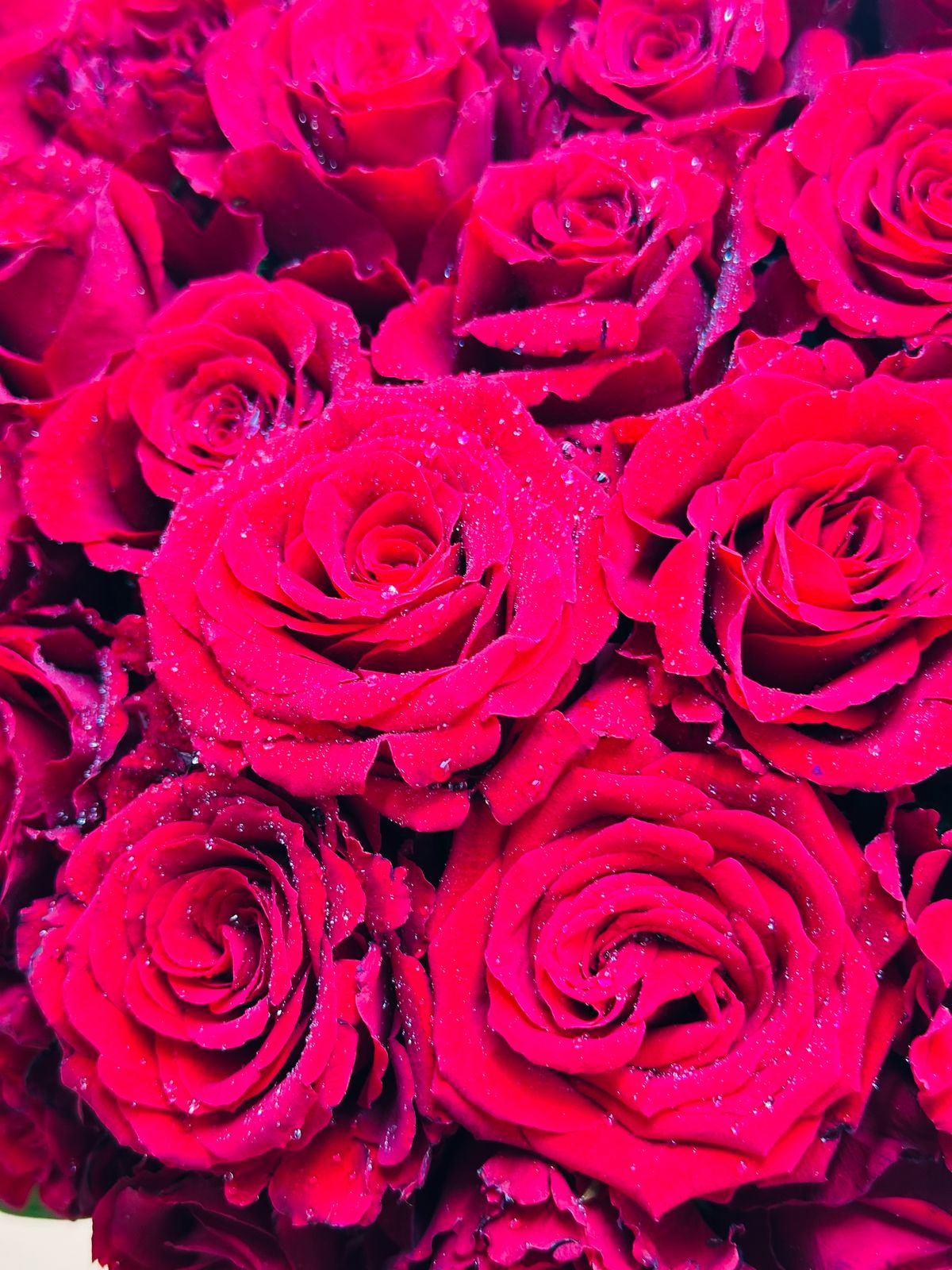 Madly In Love Bouquet - 40 Roses