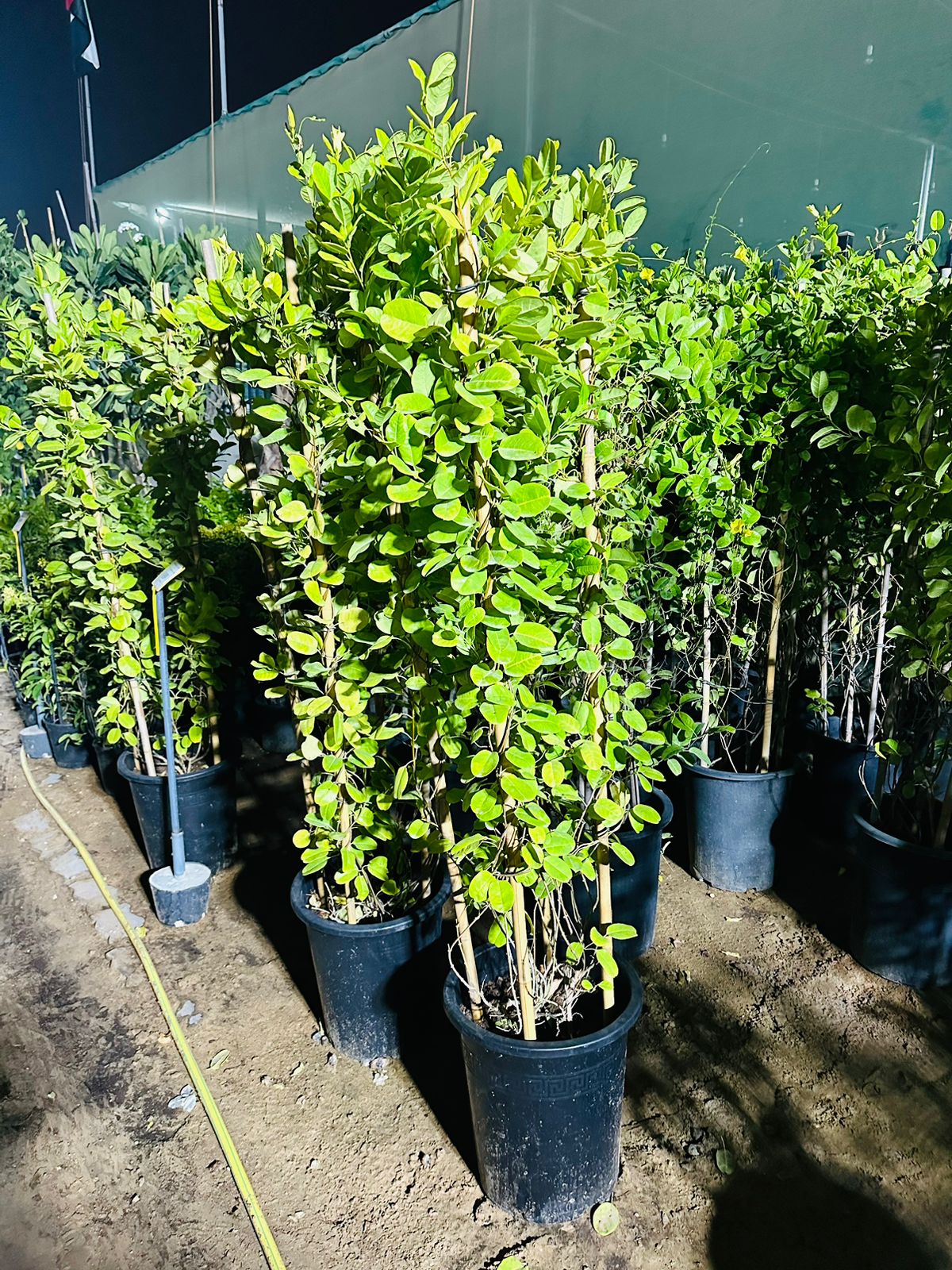 Manndevilla Sanderi - Brazilian Jasmine