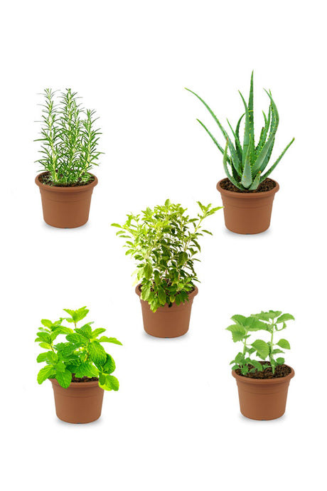 Medical Combo Plants - Plant Set (Set Of 5)