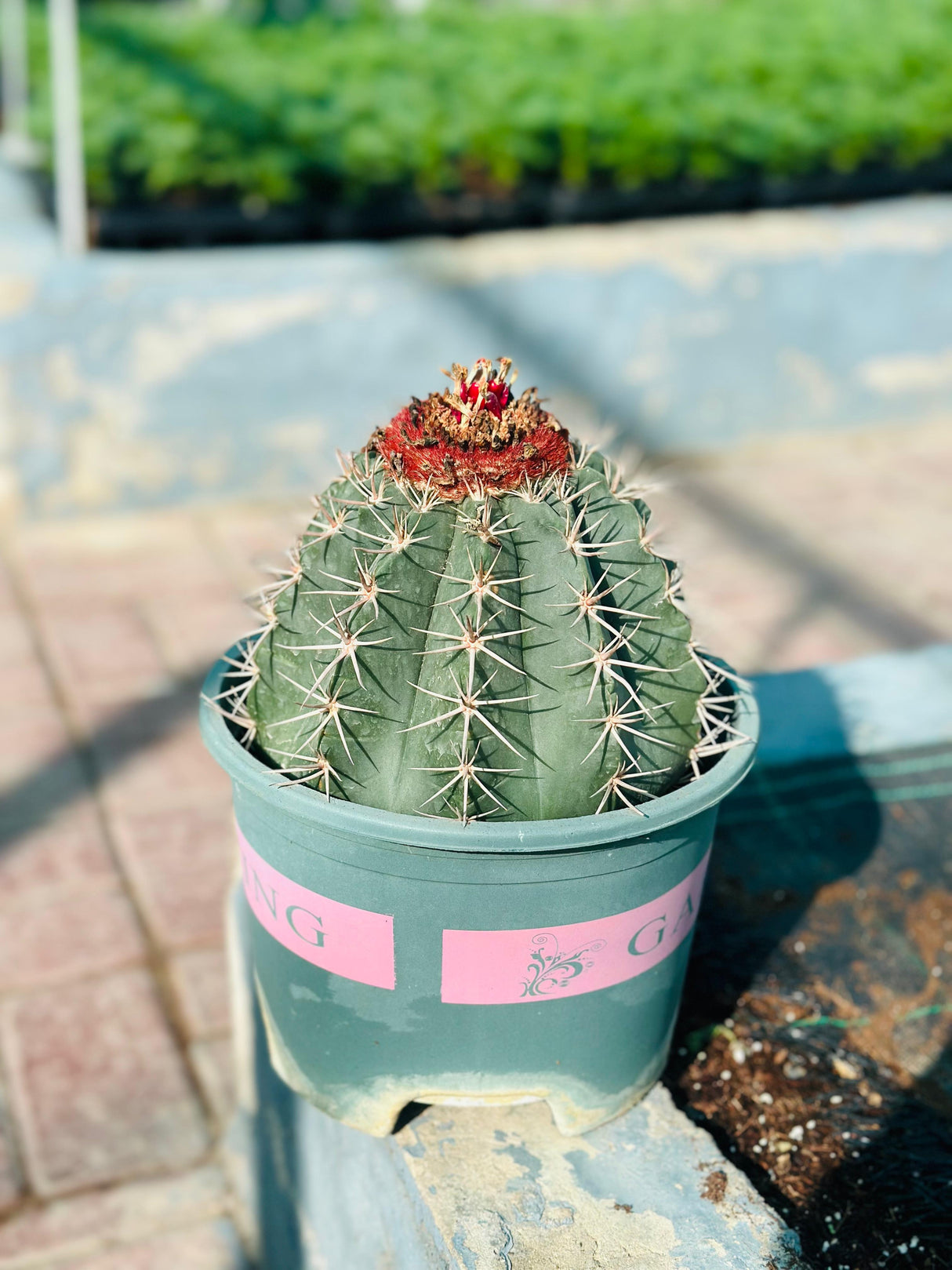 Melocactus Conoideus – Rare Cactus with Red Cephalium