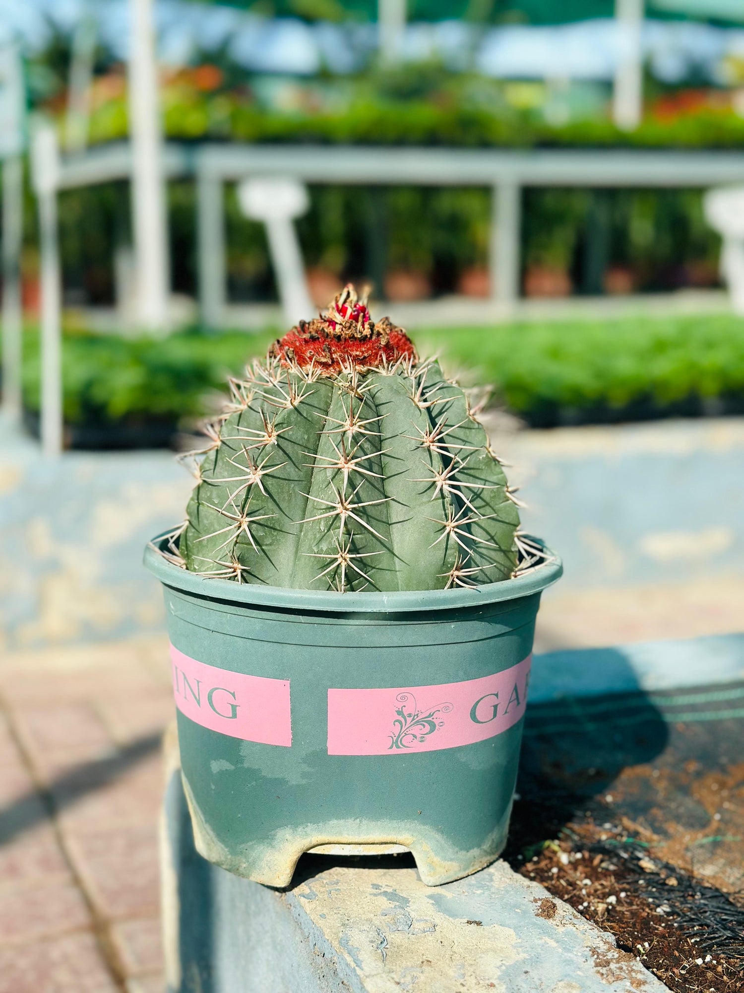 Melocactus Conoideus – Barrel cactus with a unique red cephalium in a decorative pot