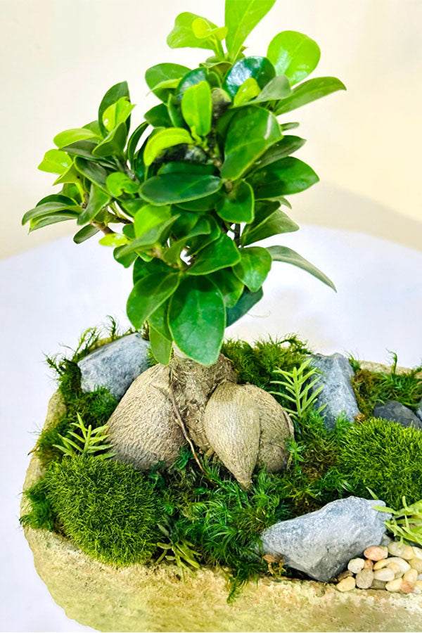 Mini Bonsai Garden – Beautiful Plant Dish for Bonsai Trees