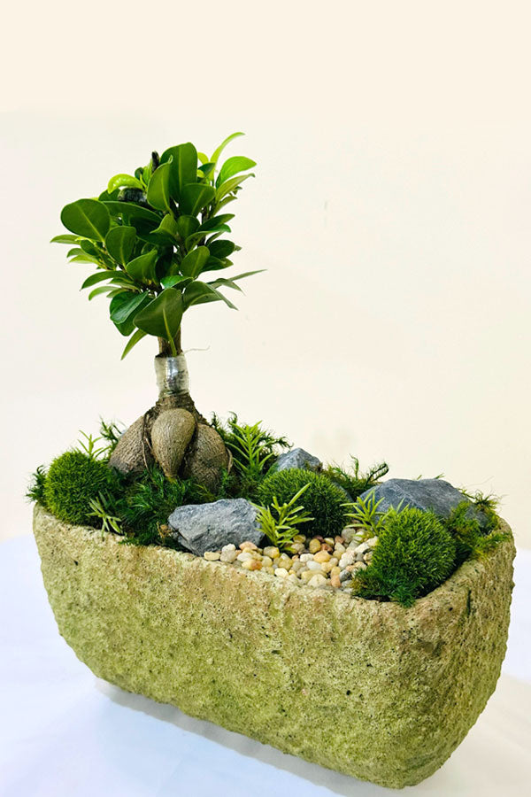 Mini Bonsai Garden – Beautiful Plant Dish for Bonsai Trees