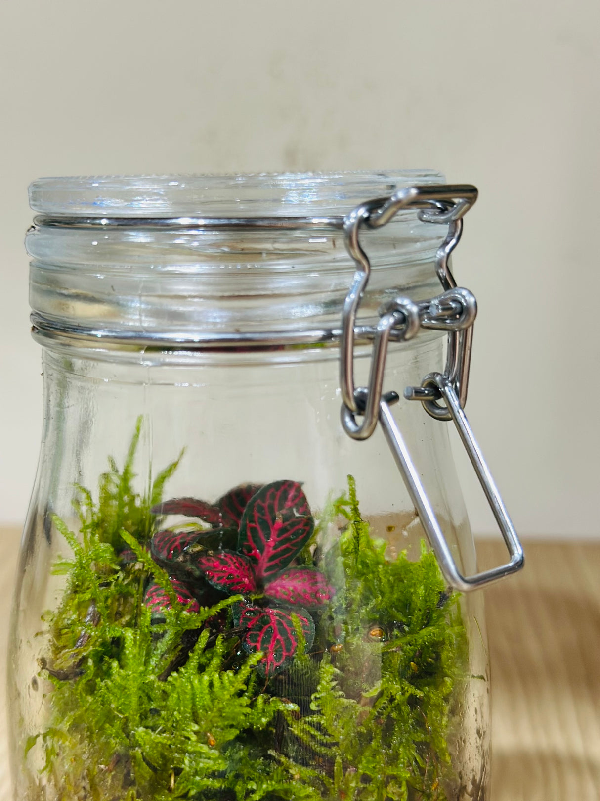 Mini Forest Terrarium - Plantsworld.ae