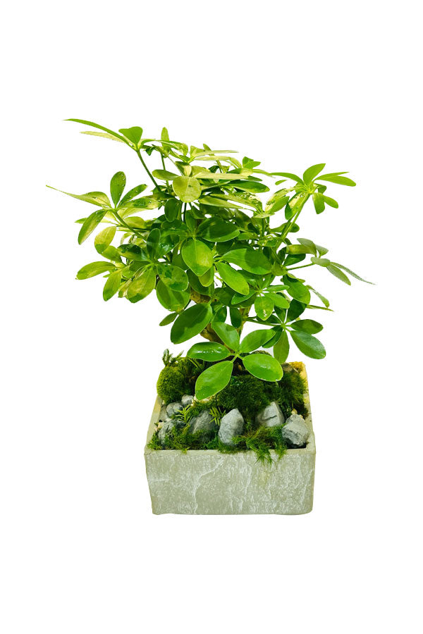 Mini Money Tree with Concrete Pot - Small Money Tree Plant in Stylish Pot for Home Decor