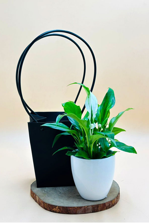 Mini Peace Lilly in eco-friendly Kraft bag – perfect indoor plant from PlantsWorld.ae