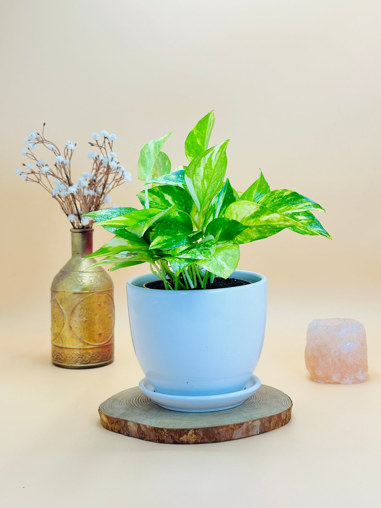 Golden Pothos plant with golden-yellow variegated leaves in a stylish ceramic pot – perfect indoor plant from PlantsWorld.ae